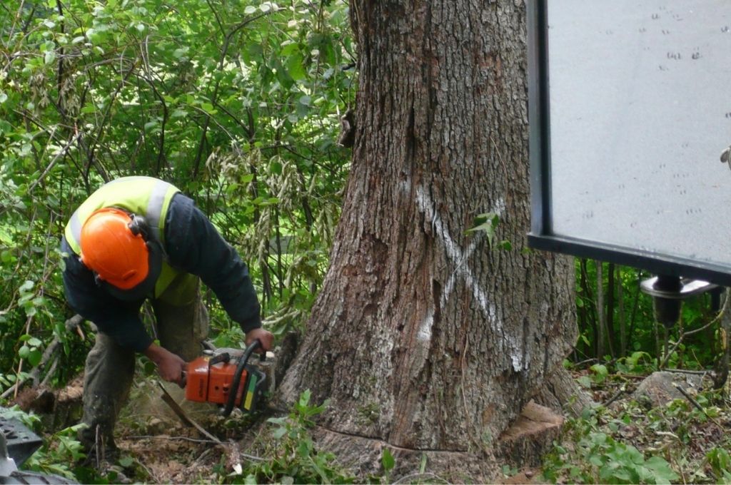 An ash tree marked with a white X for removal in Massachusetts is cut down by the American Climbers team.