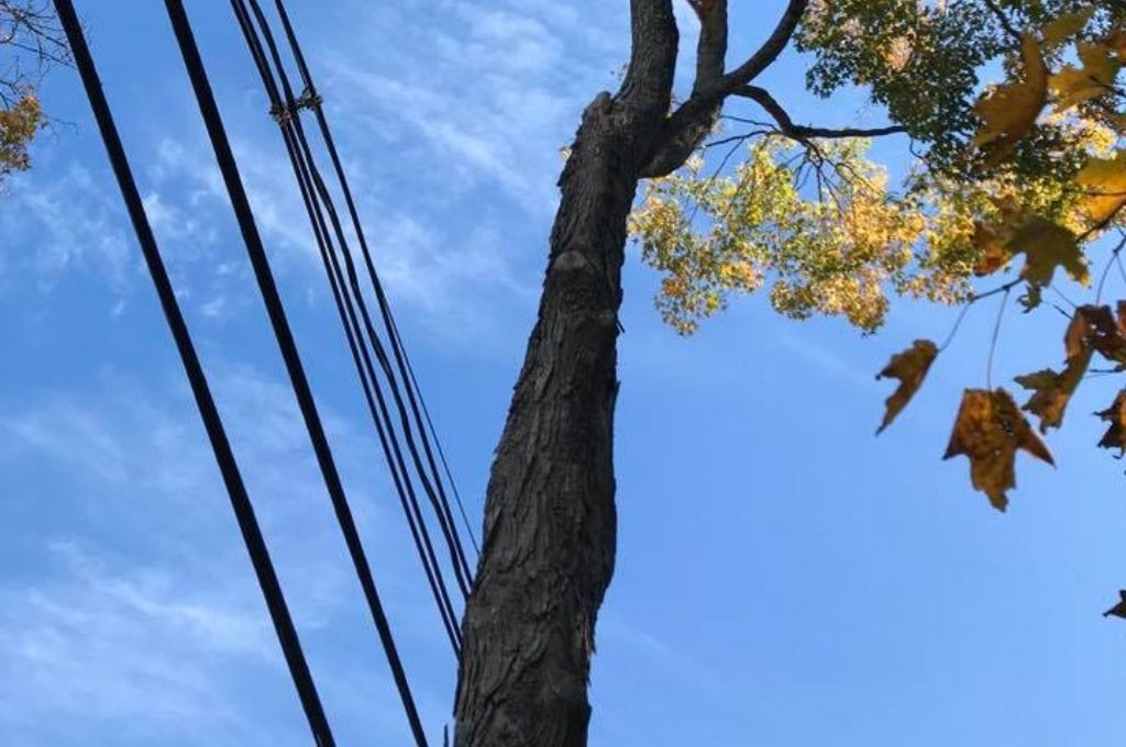 A tree growing close to power lines that will be removed by American Climbers.