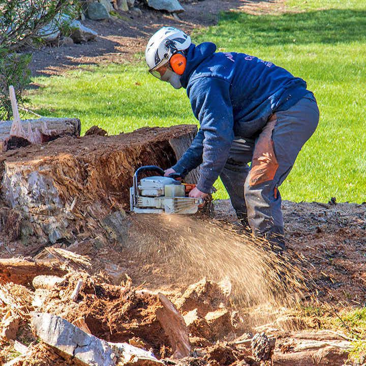 American Climbers tree care professional cutting a huge tree stump with a chainsaw.