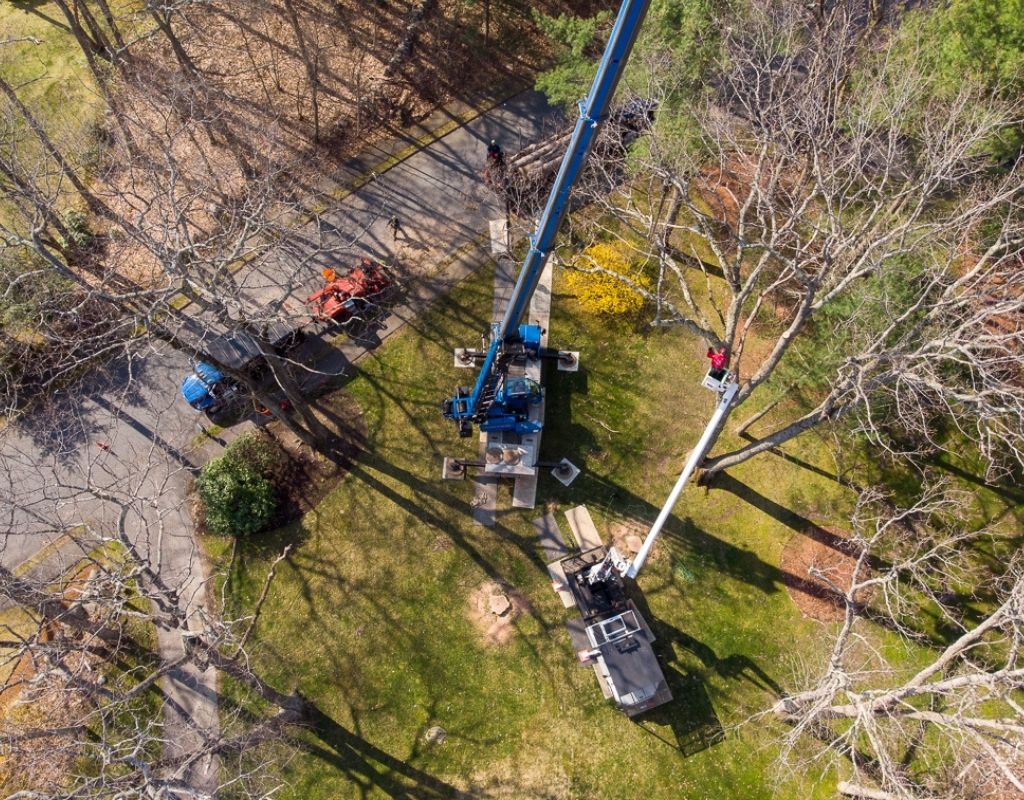 Overhead view of American Climbers tree crew pruning a large tree.