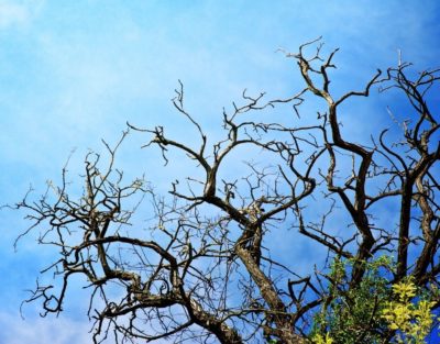 Branches of a mostly dead tree against a blue sky