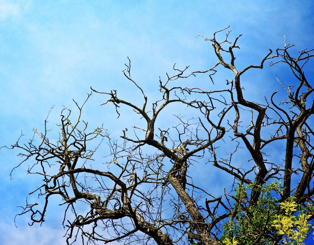 branches of a mostly dead tree against a blue sky