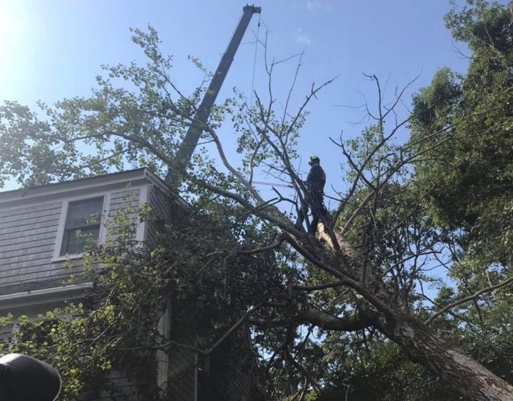 An American Climbers crew member examines a tree that has fallen on a house due to a summer storm.
