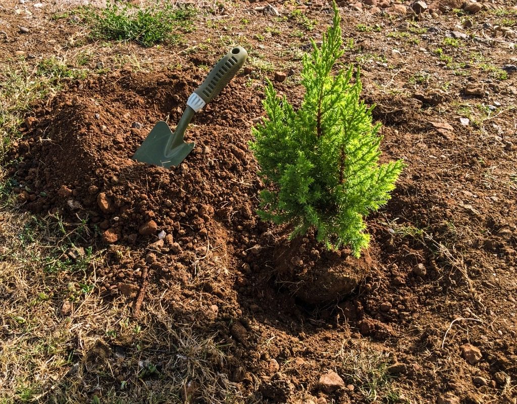 A small conifer tree and small spade sitting in dirt, ready for planting.
