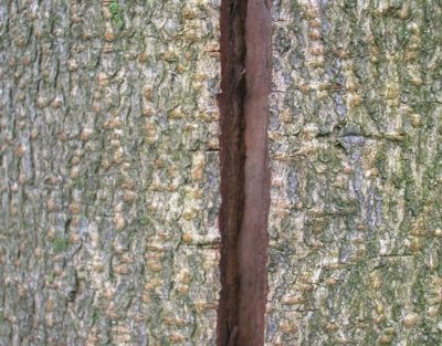 Close up of a frost crack on a horse chestnut tree in Massachusetts