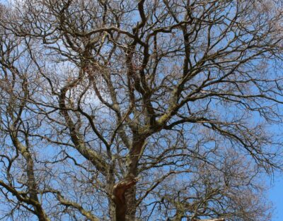 A dormant deciduous tree without leaves in Massachusetts.