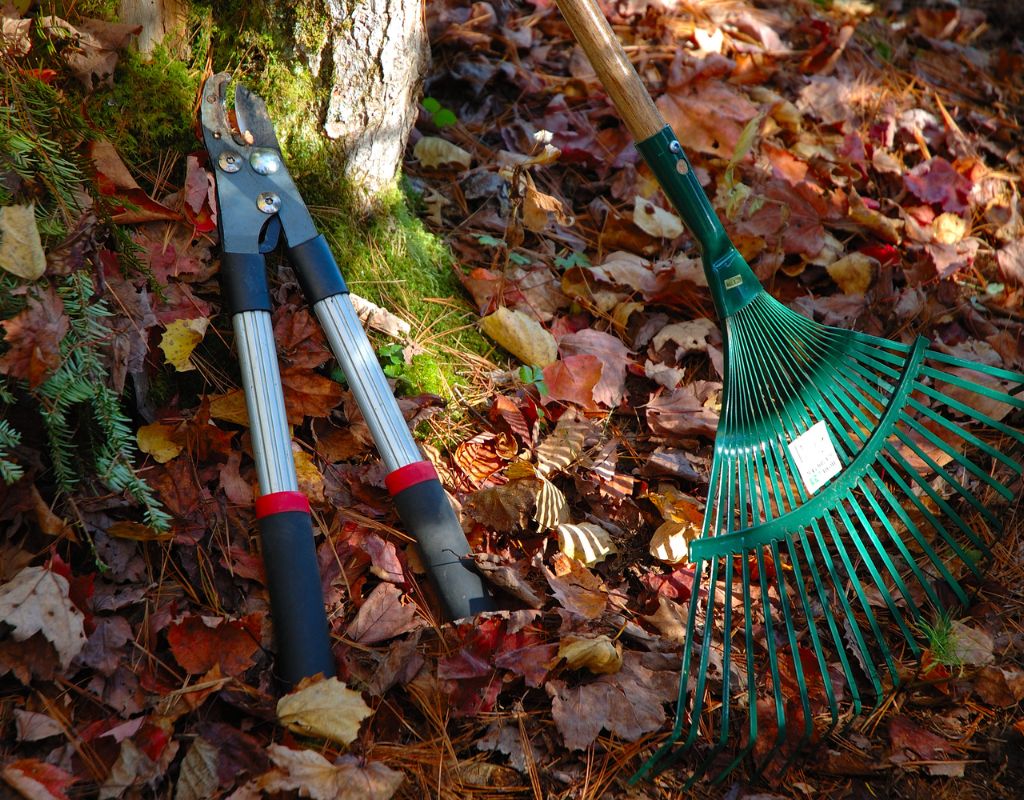 A lopper and rake lean against a tree trunk surrounded by fallen leaves on a Massachusetts property.