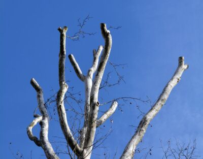 A topped tree in Massachusetts.