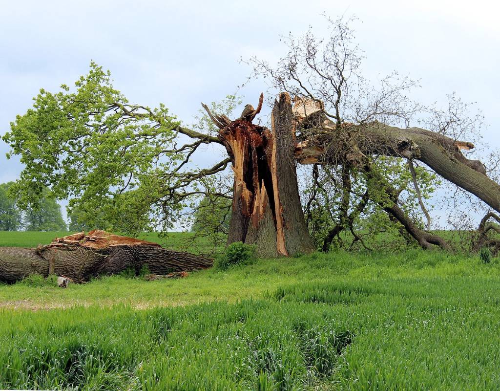 The remains of a large, broken oak tree sit in a green, grassy meadow, the base split wide open with the remaining trunk and leafy branches split in two, with each section lying on the ground in front of and behind the base, respectively.