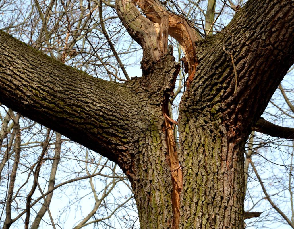 A large crack splits the trunk of a tree down the middle due to the weight of two large limbs growing in a “Y” shape.