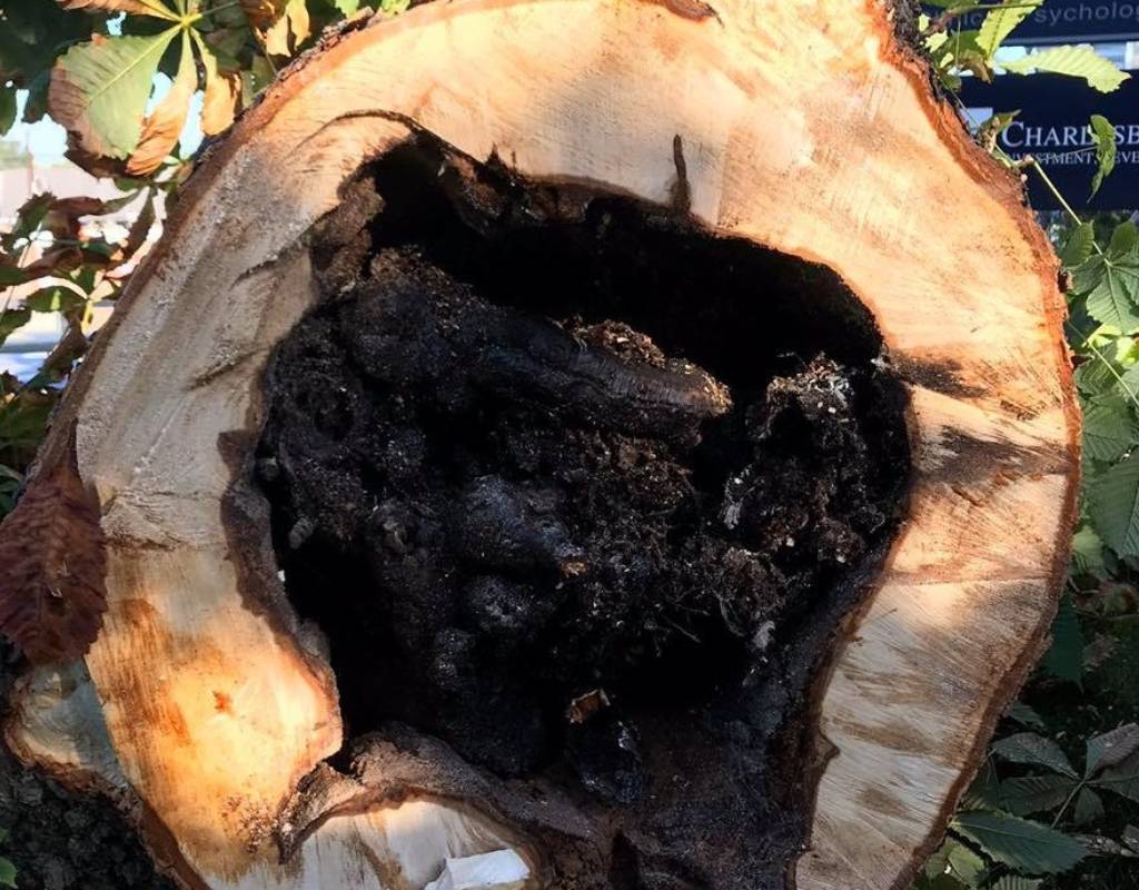 A cross-section of the trunk demonstrates dead tree dangers by showing the interior is full of black, rotting wood.