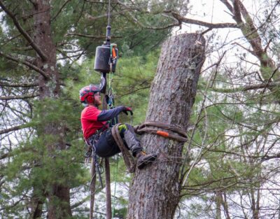 A team member of American Climbers in a tree during the removal process in Framingham, MA.