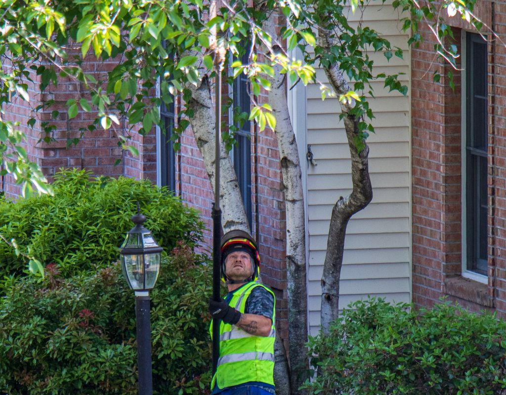 AC tree crew doin some trimming during spring.