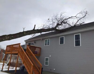 A massive storm-damaged tree completely crushing a metrowest massachusetts home, showing the catastrophic potential of winter tree emergencies.