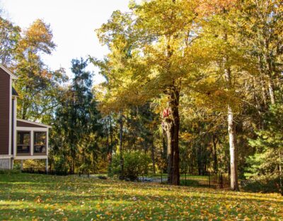 A metrowest massachusetts residential yard in fall, showing mixed mature trees with fallen leaves revealing branch structure for hazard assessment.