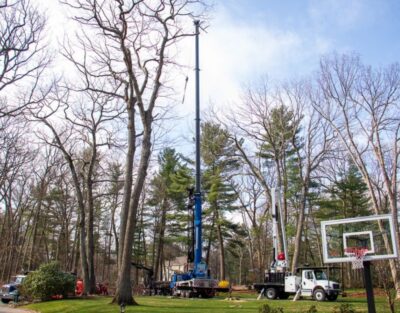 A wide view of a residential yard showing a blue truck-mounted crane extended high above the tree line, with a log truck and chipper positioned nearby and crew members working on the ground, with a basketball hoop visible in the foreground.