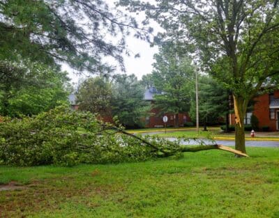 Large storm-damaged tree branch broken from the trunk and lying on a residential lawn after severe weather.