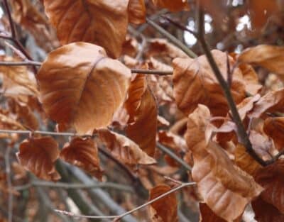 Close-up of brown, dried leaves remaining on tree branches, showing canopy decline and stress damage.