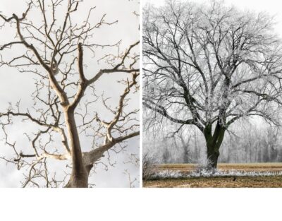 A side-by-side comparison showing a bare dead tree on the left and a healthy bare tree covered in frost on the right.