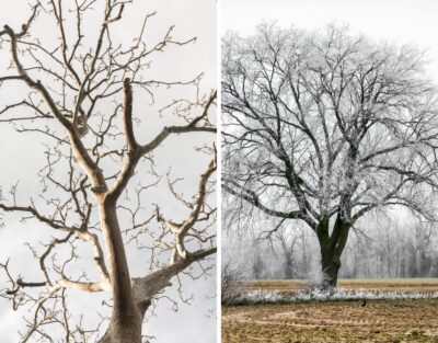 A side-by-side comparison showing a bare dead tree on the left and a healthy bare tree covered in frost on the right.