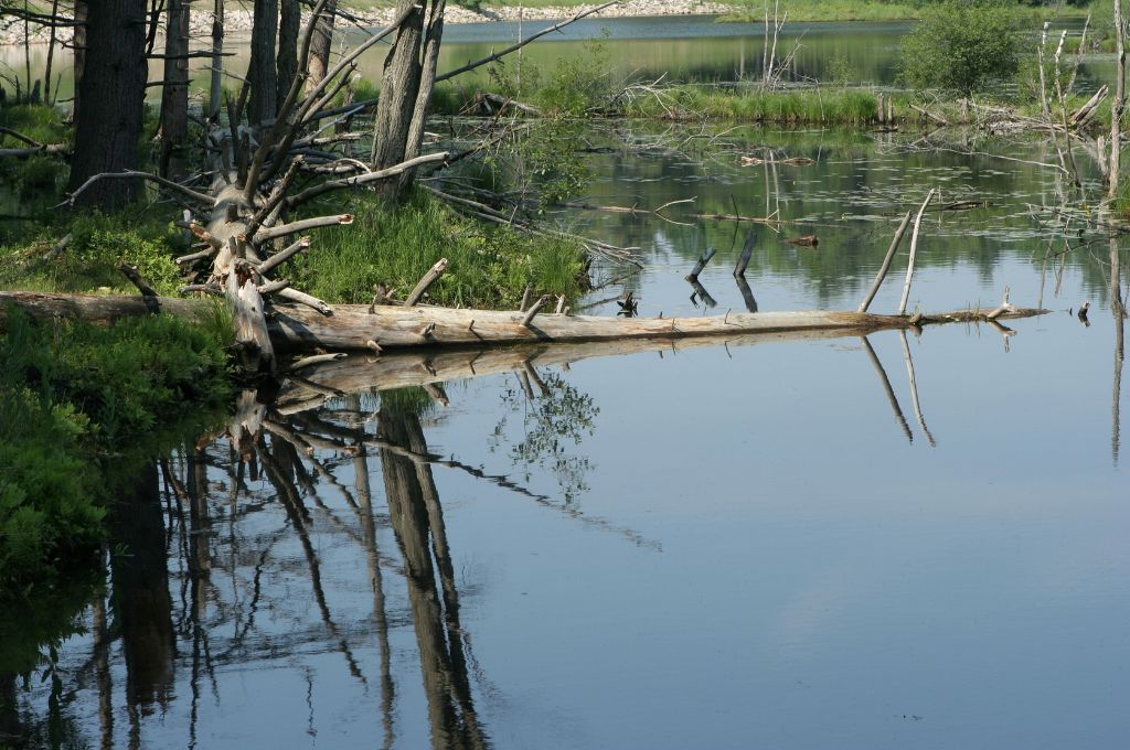 A wetland in Massachusetts with fallen trees and other plants