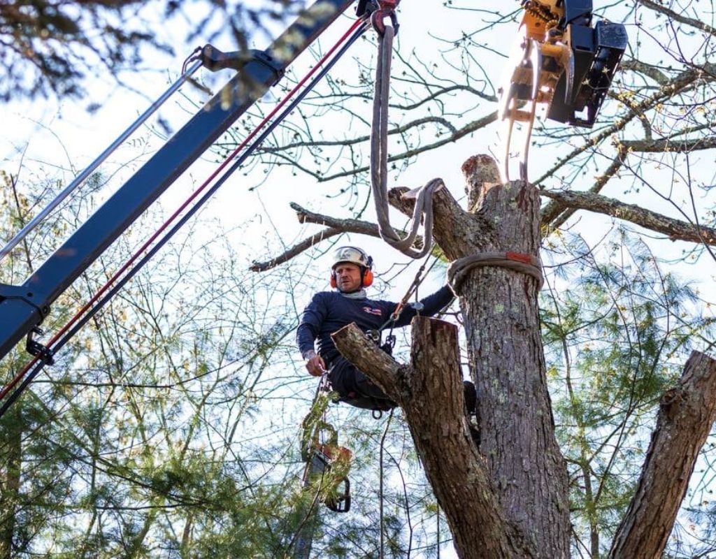 An American Climbers employee removes a dead tree using equipment such as a crane