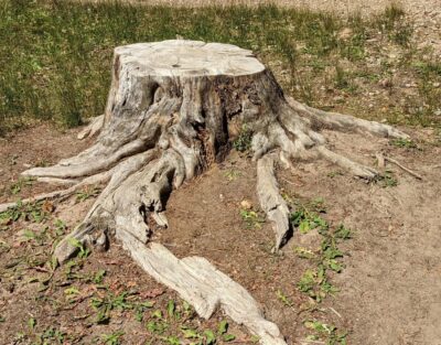 A tree stump and roots remaining after a tree removal on a Massachusetts property.