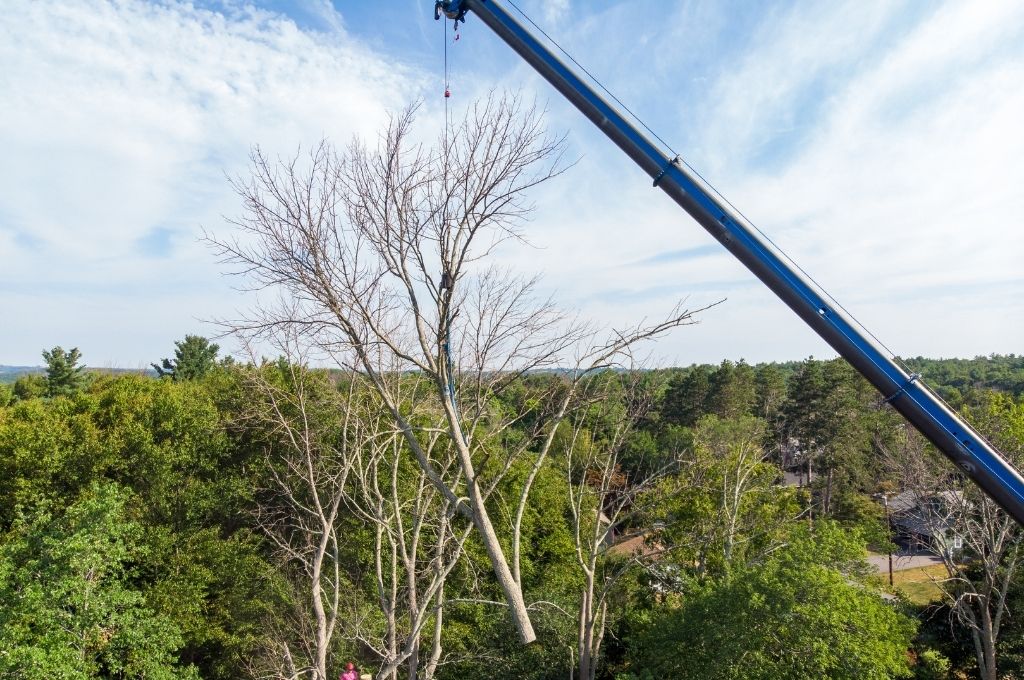 Part of a dead tree is removed by American Climbers using a crane to lift heavy limbs and branches