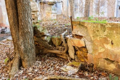 Tree roots in a building foundation