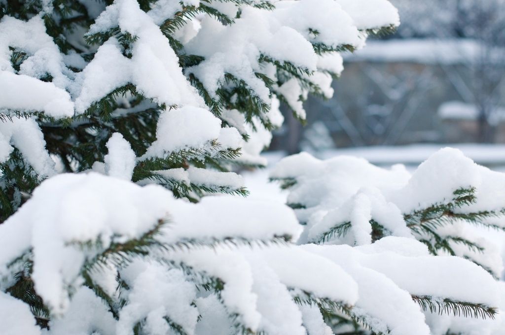 several inches of snow rest on a spruce tree's branches during winter in Massachusetts
