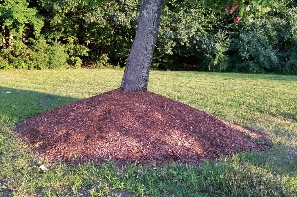 red mulch piled up around the base of a leaning tree (mulch volcano)