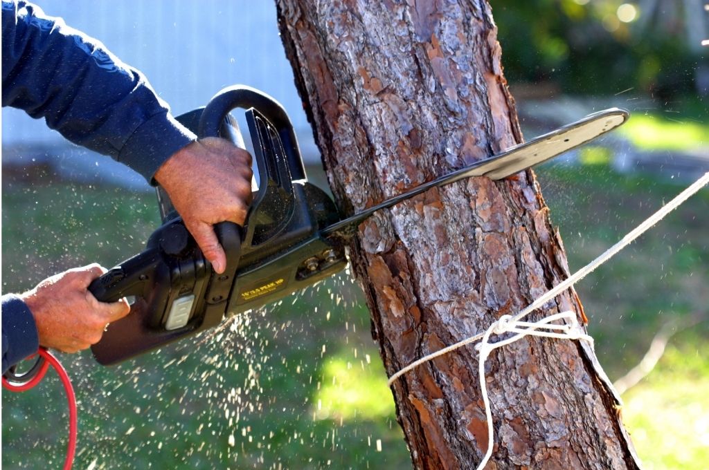 using a chainsaw to cut down a tree