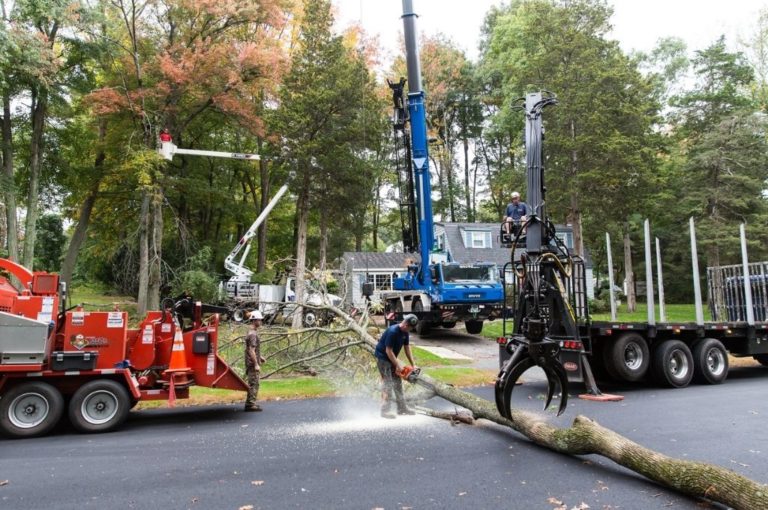 Tree Removal Preparation What To Do Before Cutting Down A Tree