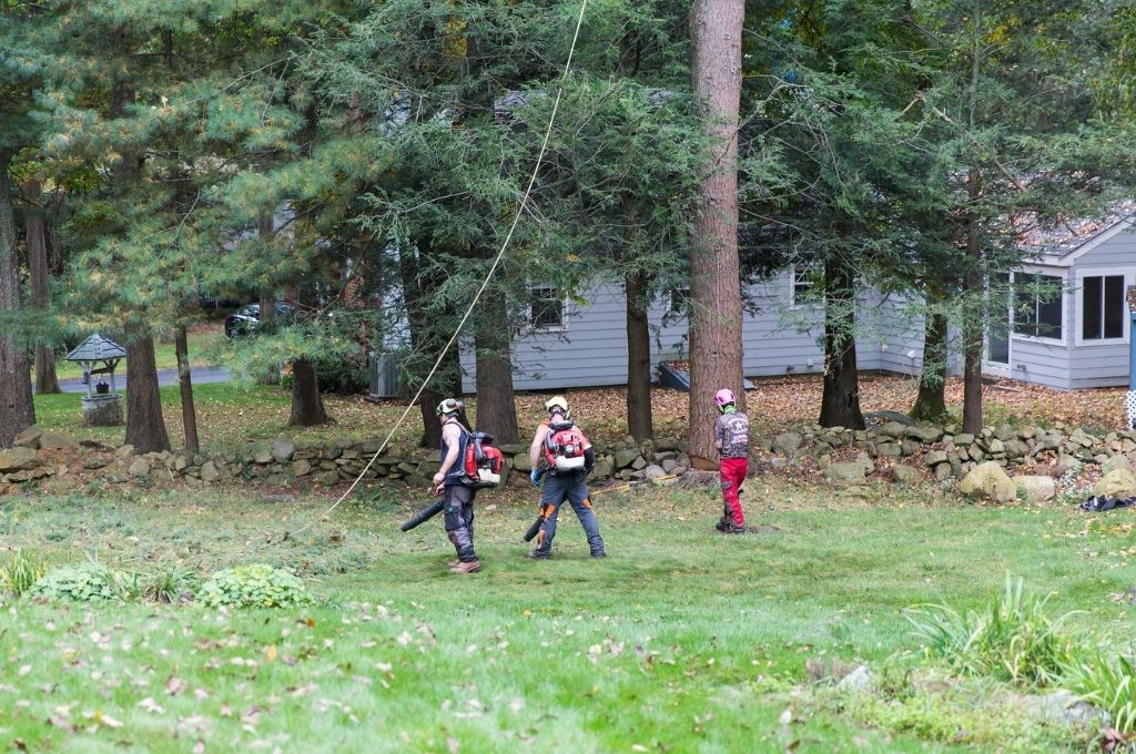 The American Climbers ground crew cleans up from a pine tree removal.