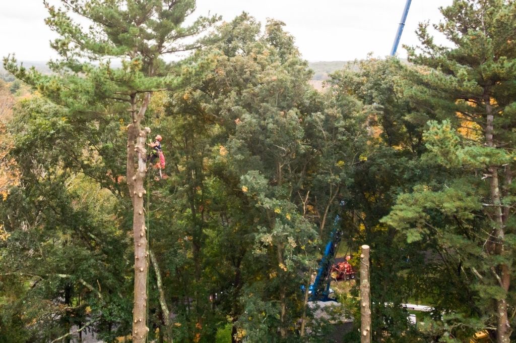 An American Climbers tree climber moves up a pine tree during a removal with a blue crane in the background ready to assist.