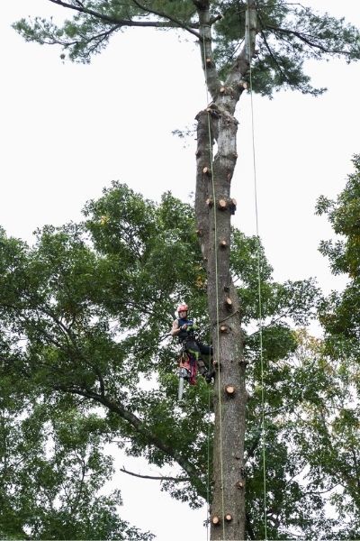 An American Climbers tree climber attached to the tree using cables during a pine tree removal.