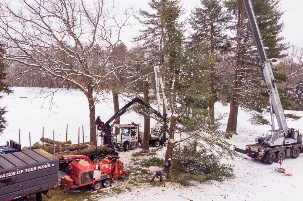 American Climbers equipment used during a winter pine tree removal.