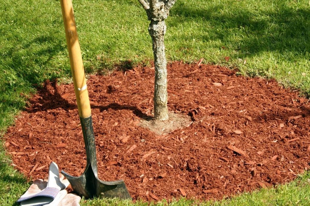 Wood mulch properly placed around a newly planted tree.