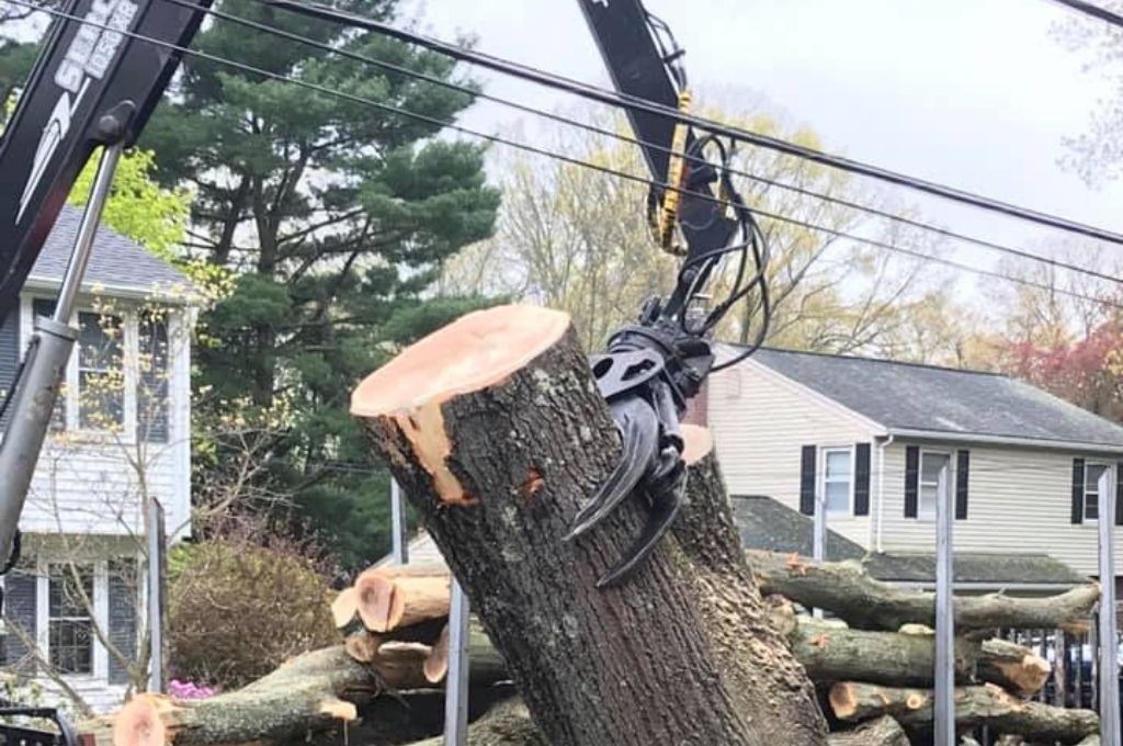  Removing Trees Near Power Lines: What You Need to Know