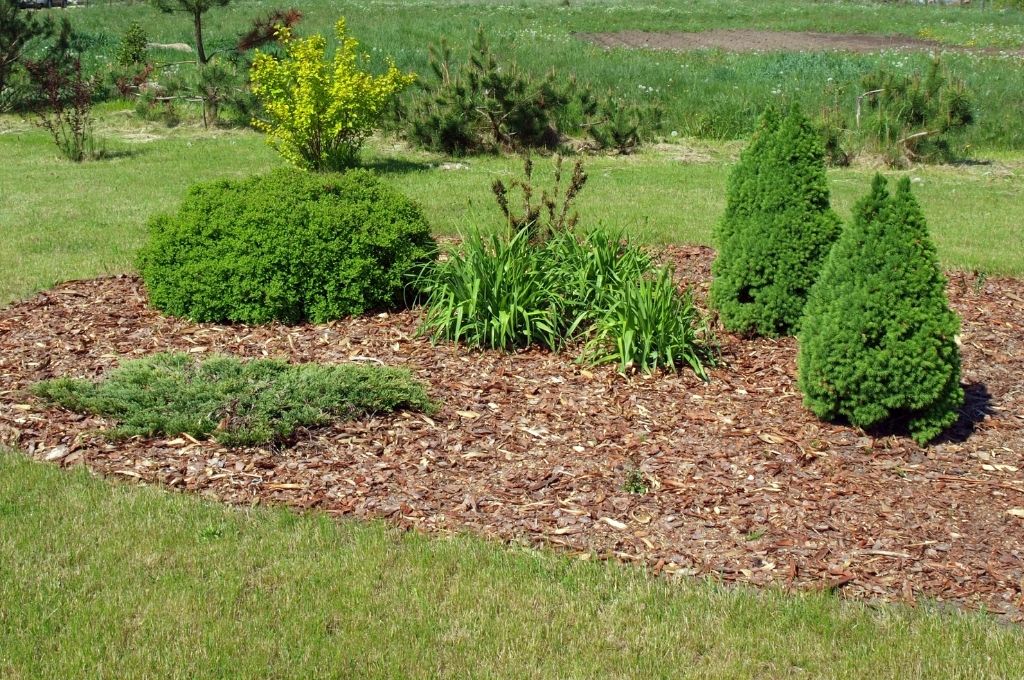 Mulch in a planting bed containing shrubs, plants, and small trees.