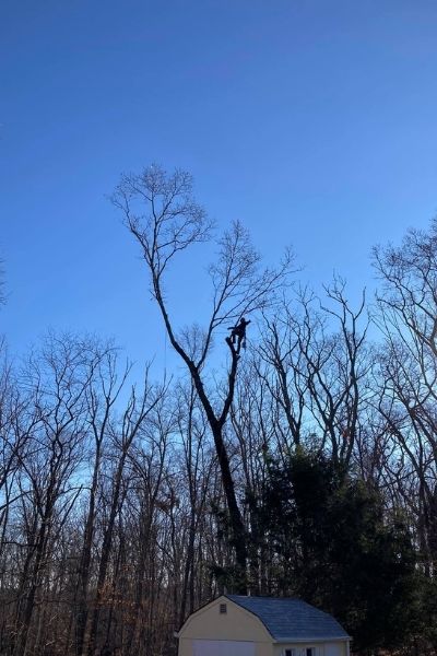 Leafless trees in winter being removed by American Climbers tree service