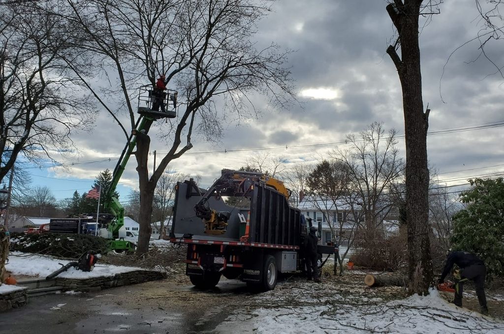 American Climbers removing a tree during the winter in Framingham