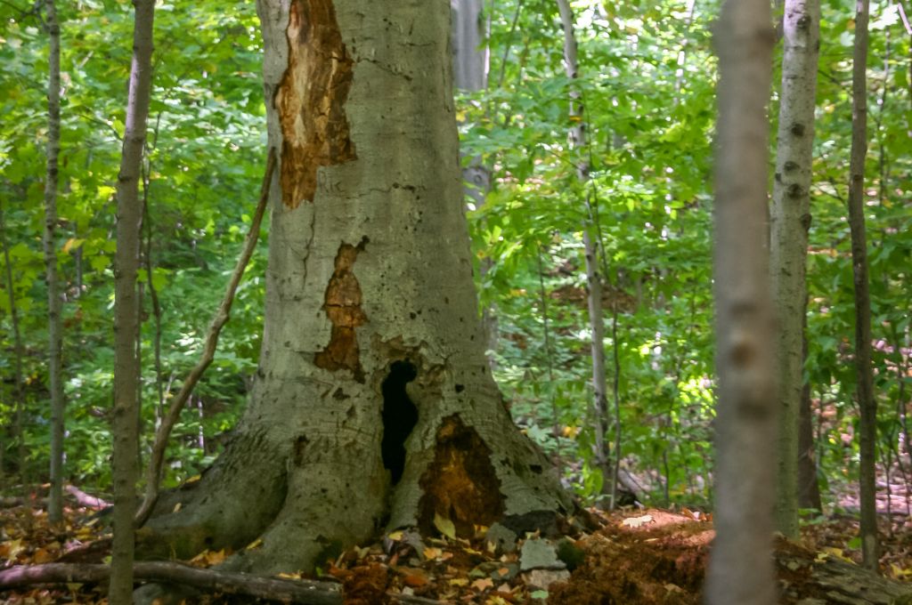 A tree with several sections of bark falling off can signal issues.