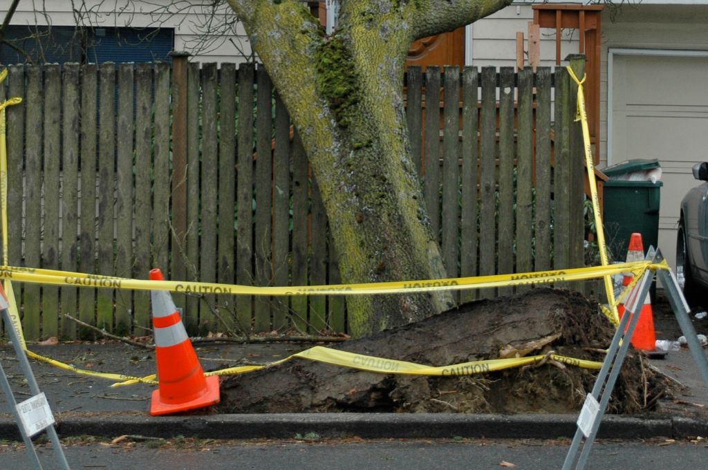 A partially-uprooted tree leaning on a fence near a home and surrounded by caution tape and orange cones.