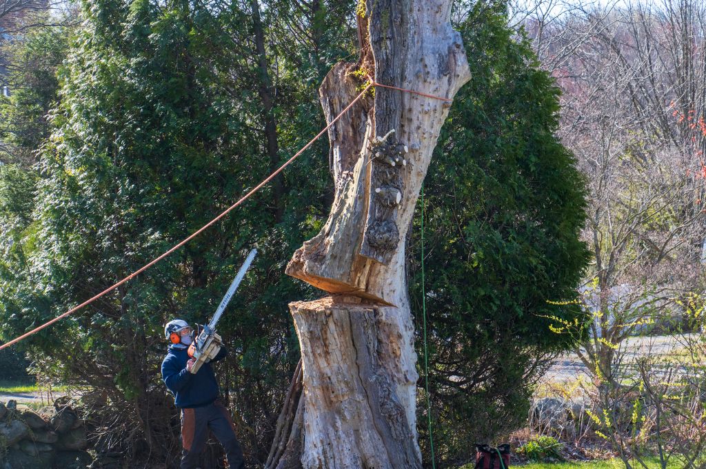 American Climbers removes sections of a dying tree from a Massachusetts property.