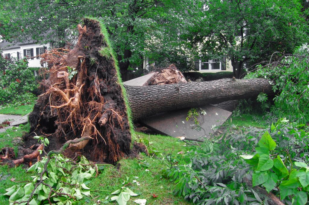 A tree completely uprooted and fallen over on a broken sidewalk near homes and other trees.