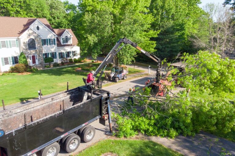 The Benefits of Using Cranes for Tree Removal | American Climbers