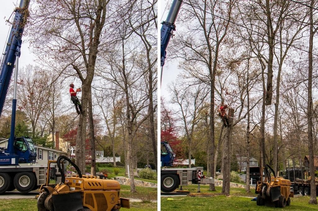 An American Climbers tree climber shown cutting a section of a tree (left) and the section of the tree being removed by a crane (right).