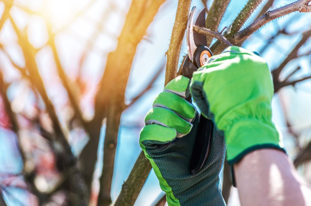 A man wearing green gloves prunes a dormant tree in winter using a hand pruner.