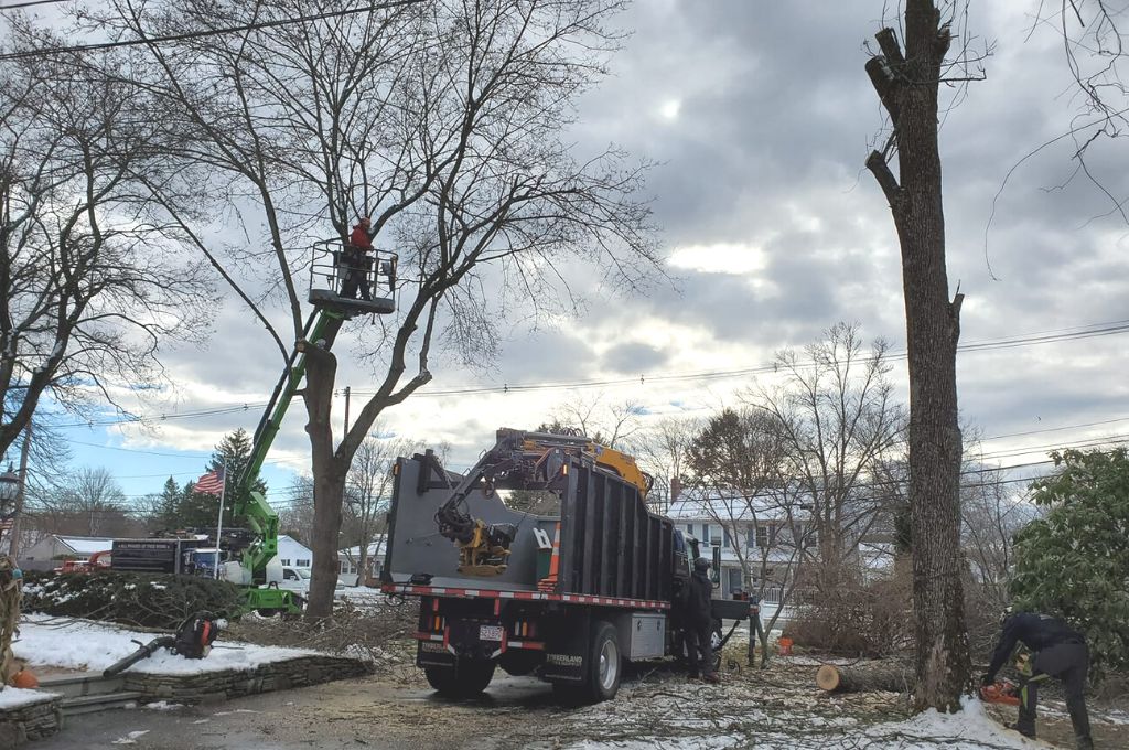 An American Climbers crew works to remove trees from a Massachusetts property during the winter.